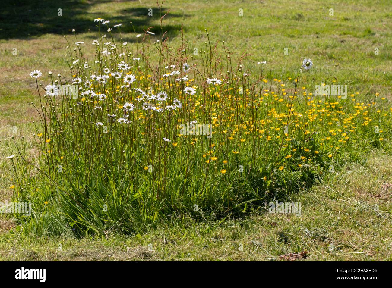 Churchyard, grave yard, burial ground seasonal managed unmown island for wildlife flowering plants Oxeye Daisy, conservation, bio-diversity, survival Stock Photo