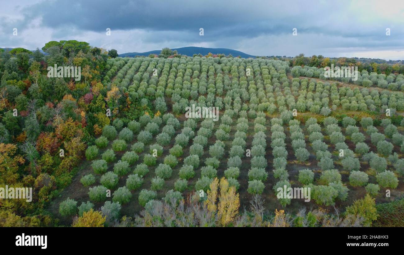 Olive tree fields in Tuscany aerial view Stock Photo - Alamy