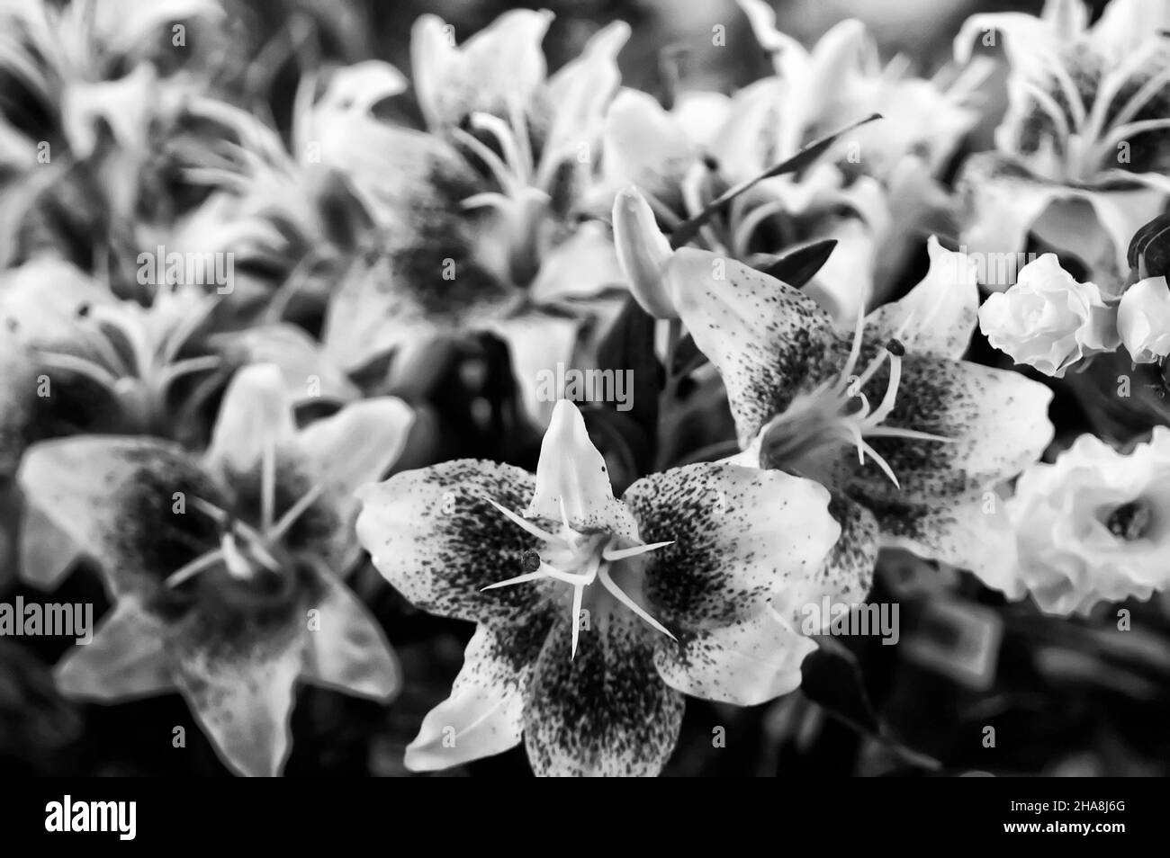 Garden lilies Black and White Stock Photos & Images - Alamy