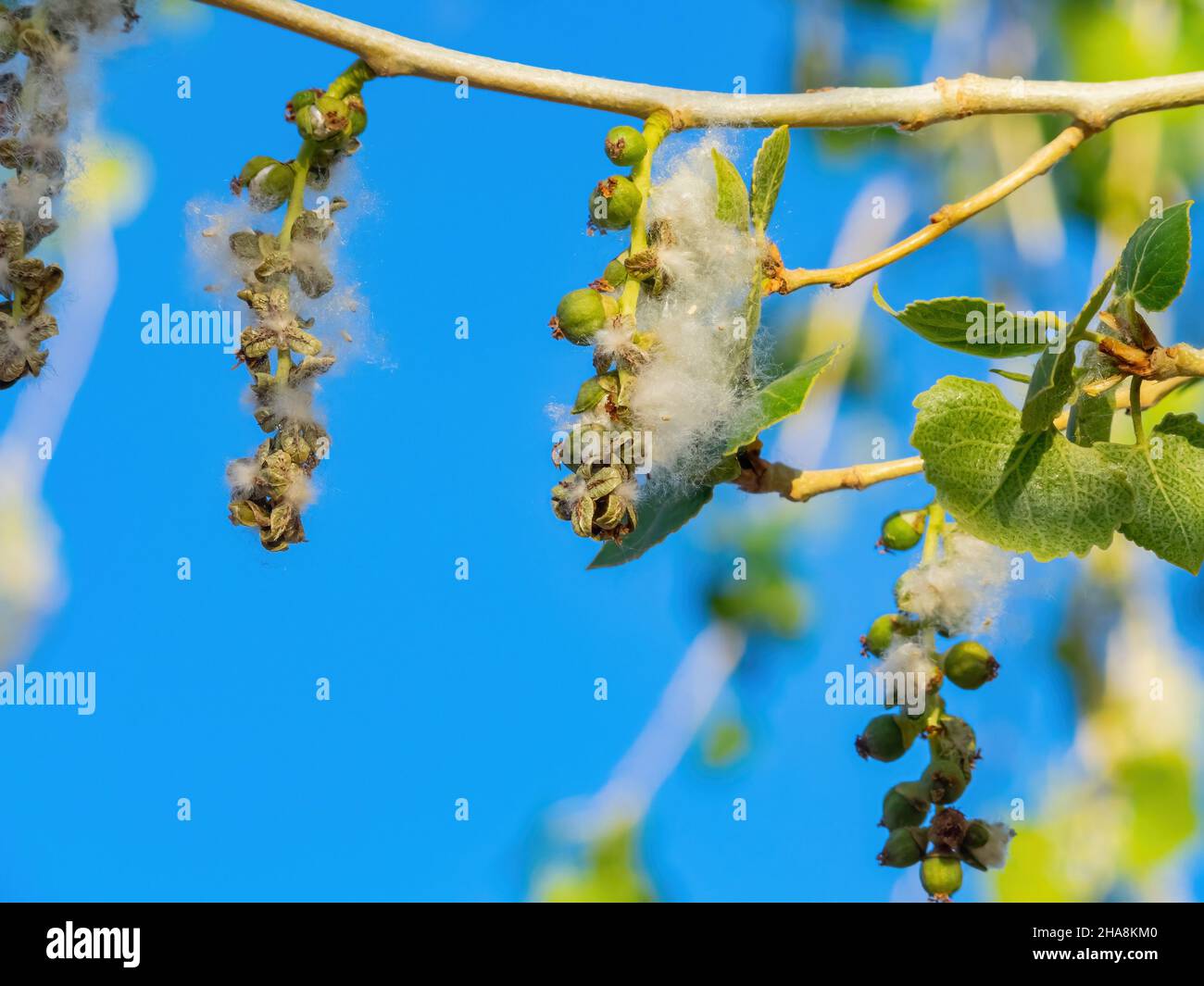 Close up shot of eastern cottonwood at Las Vegas, Nevada Stock Photo