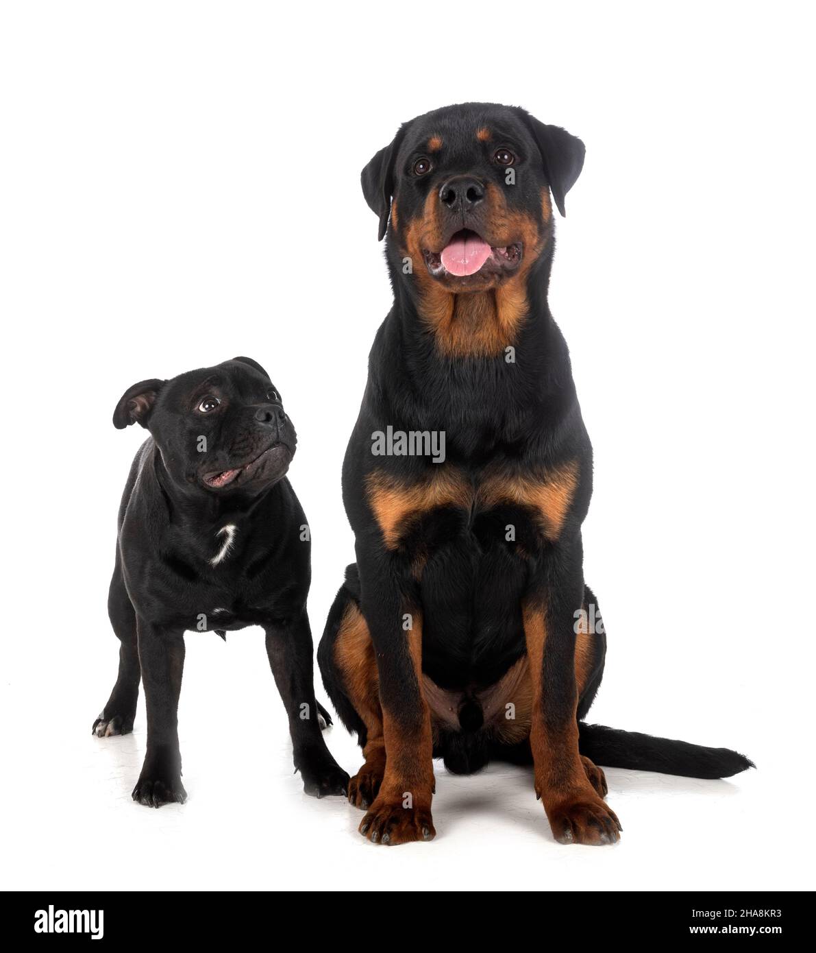 staffordshire bull terrier and rottweiler in front of white background Stock Photo Alamy