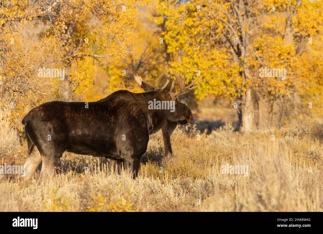 Bull Shiras Moose During the Fall Rut in Grand Teton National Park ...