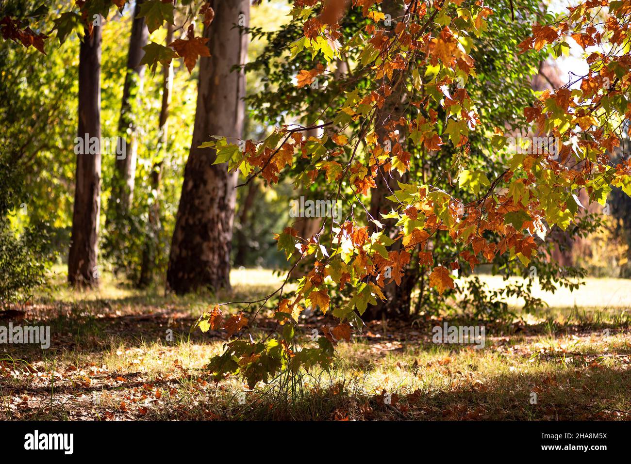 BRANCH OF LEAVES IN AUTUMN. HORIZONTAL. COLOR. Stock Photo