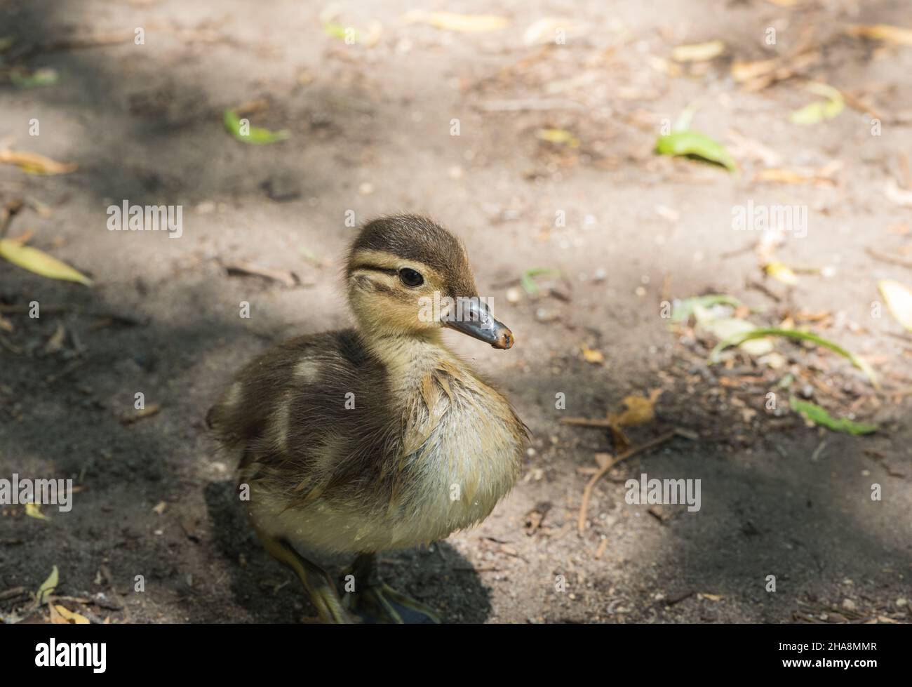 Mandarin Duckling (Aix galericulata) Stock Photo