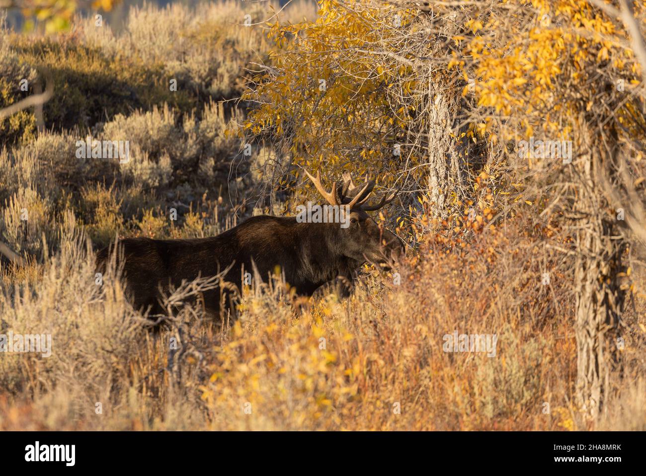 Bull Shiras Moose During the Fall Rut in Grand Teton National Park ...