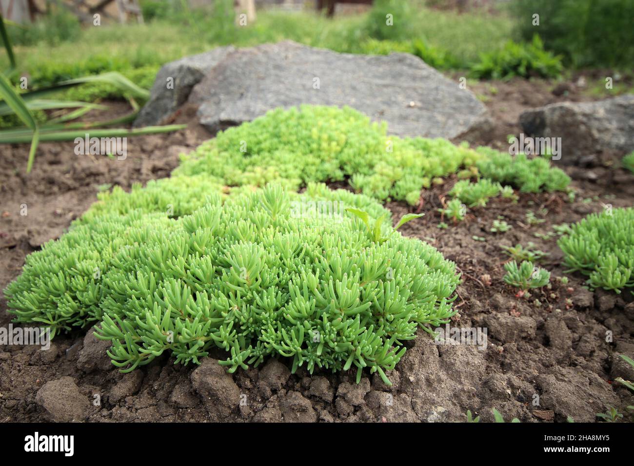 Young shoots of white stonecrop and   palm yucca, growing in flower bed. Sedum album. Stock Photo