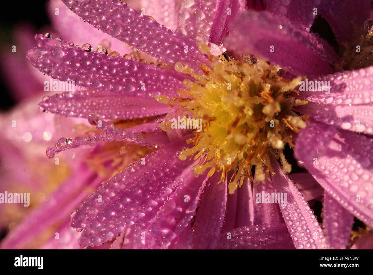 Violet flowers of New York Aster with drops of dew. Aster Novi-Belgii. Michaelmas Daisy. Erigeron glaucus or Sea Breeze plant. Stock Photo