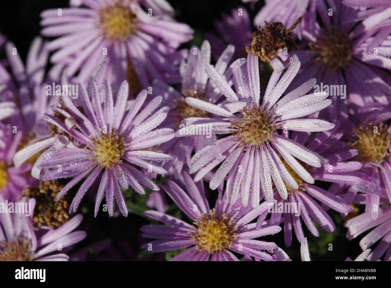 Violet flowers of New York Aster with drops of dew. Aster Novi-Belgii. Michaelmas Daisy. Erigeron glaucus or Sea Breeze plant. Stock Photo