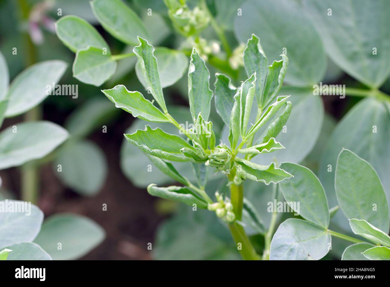 Wilting of broad bean plants due to infection. Stock Photo