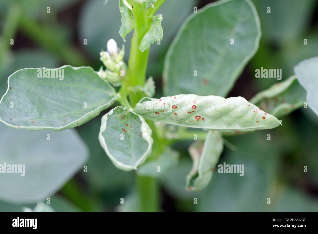 Broad bean plant with Chocolate spot disease on the foliage, a fungal