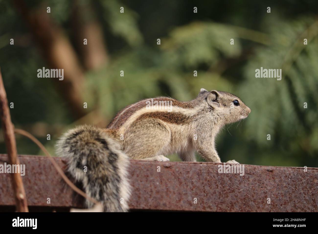 Chipmunk in the park. Indian palm squirrel. India, Haryana Stock Photo