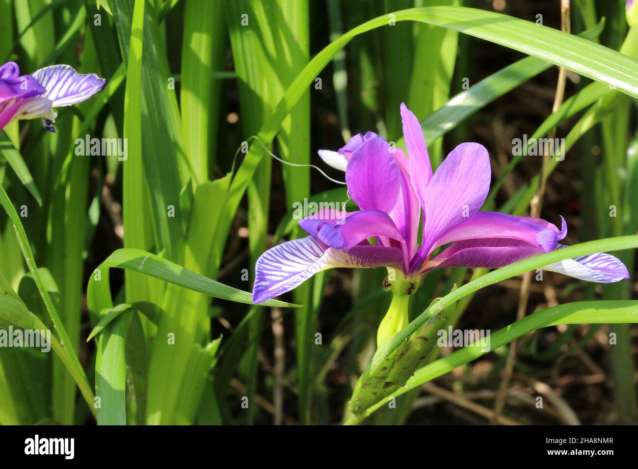 Iris graminea on blurred background.  Blue and violet flowers, almost hidden by narrow, grassy leaves, and a plum scented fragrance. Stock Photo