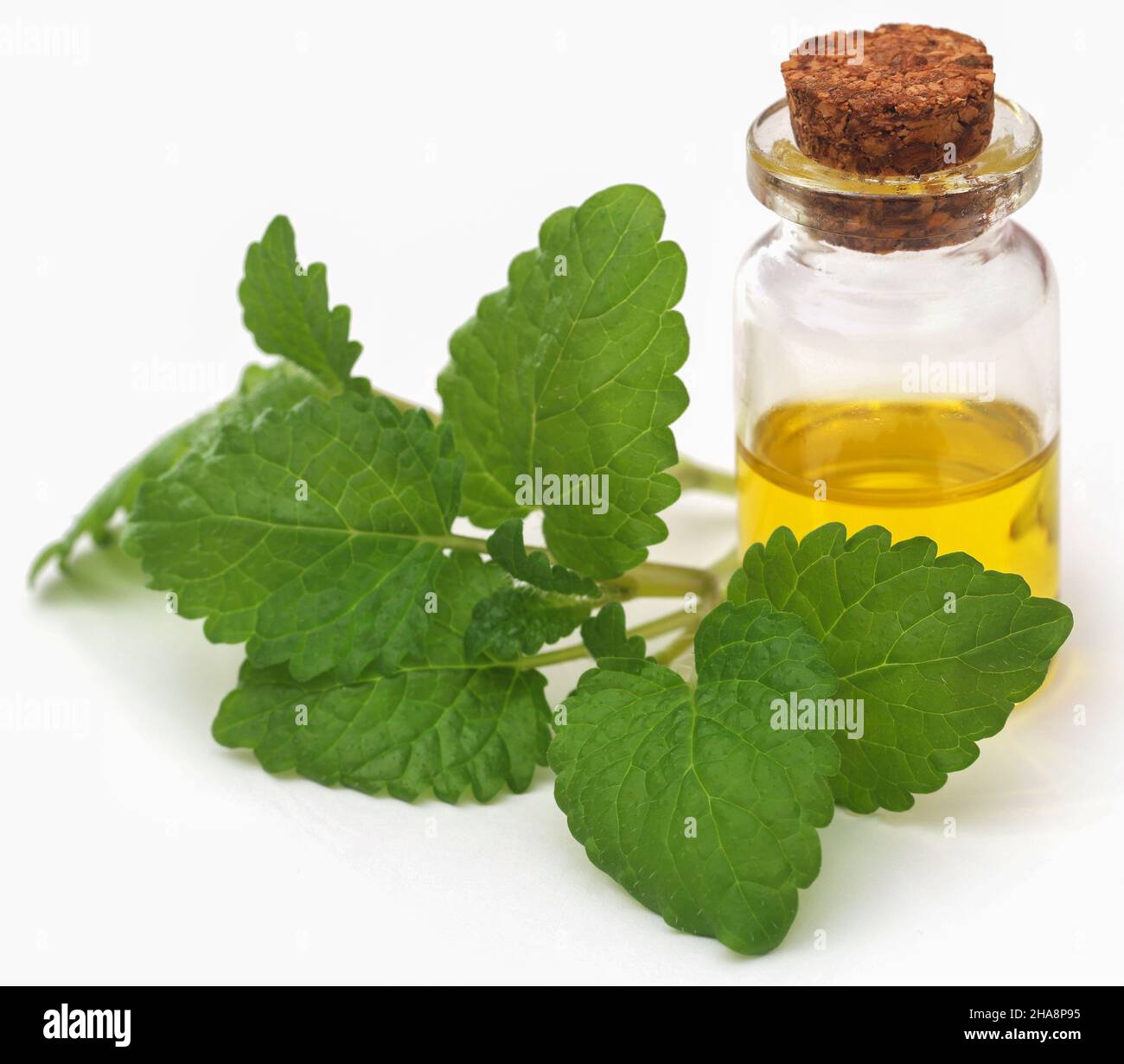 Lemon balm leaves with extracted essential oil in a bottle over white background Stock Photo