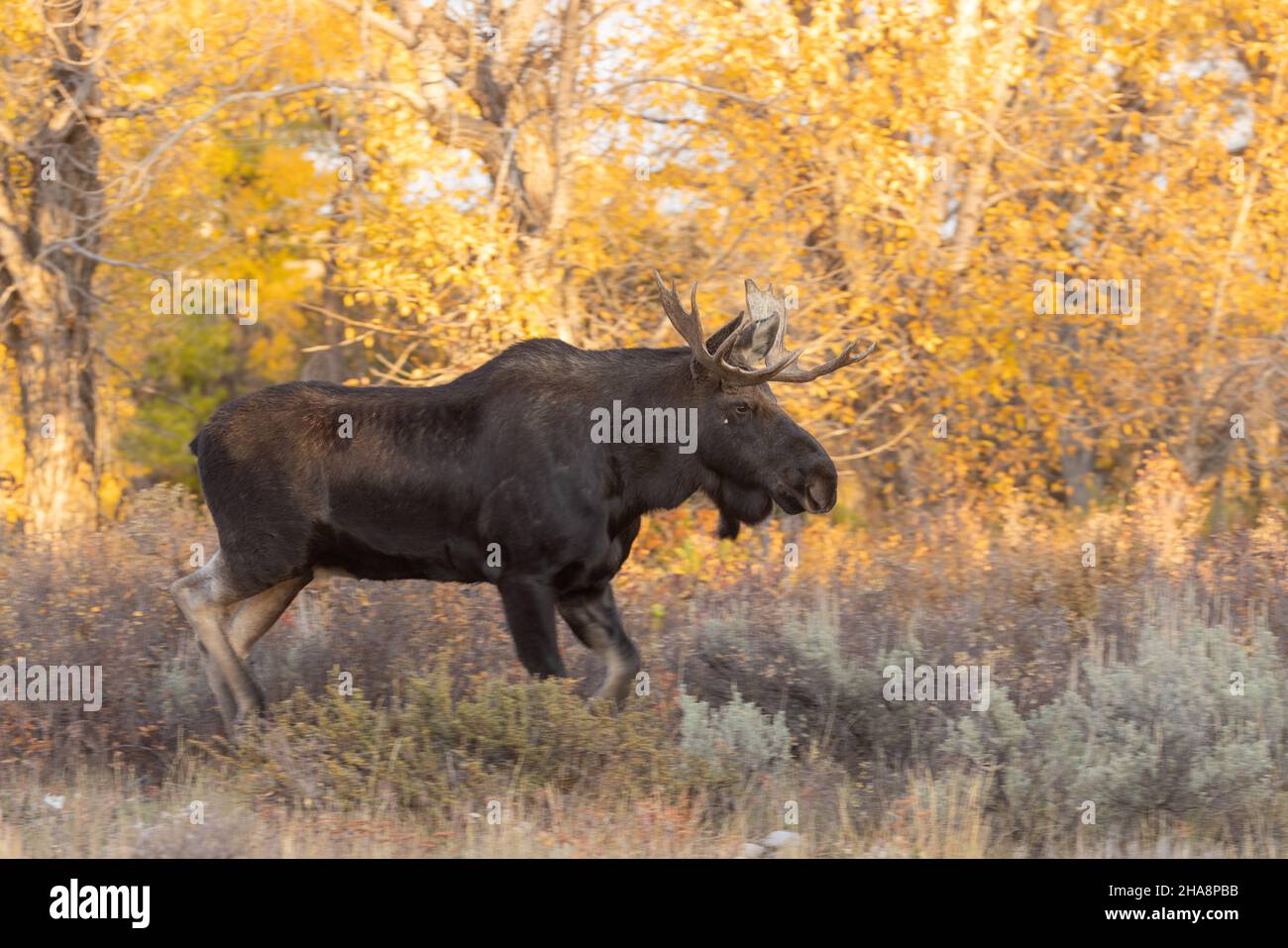 Bull Shiras Moose During the Fall Rut in Grand Teton National Park ...