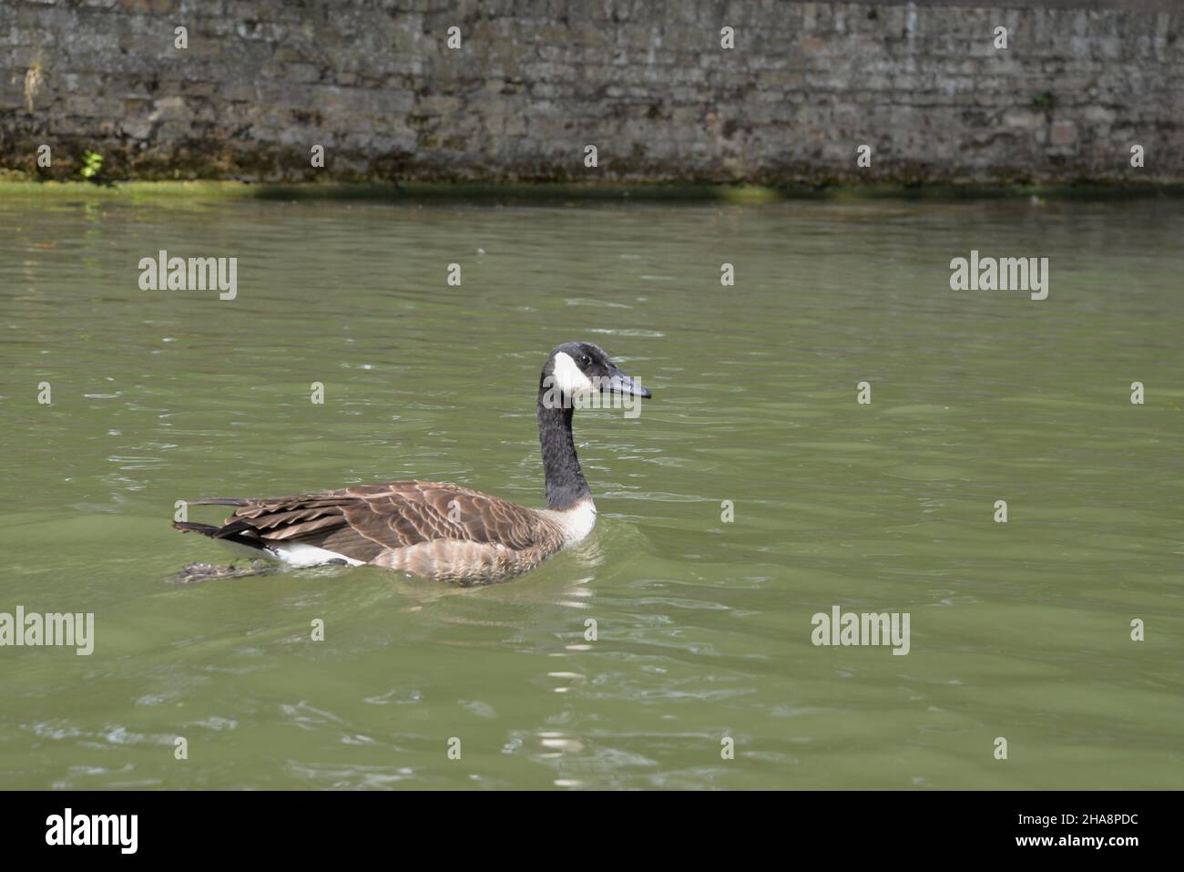 Canada goose cheap milano 4x4