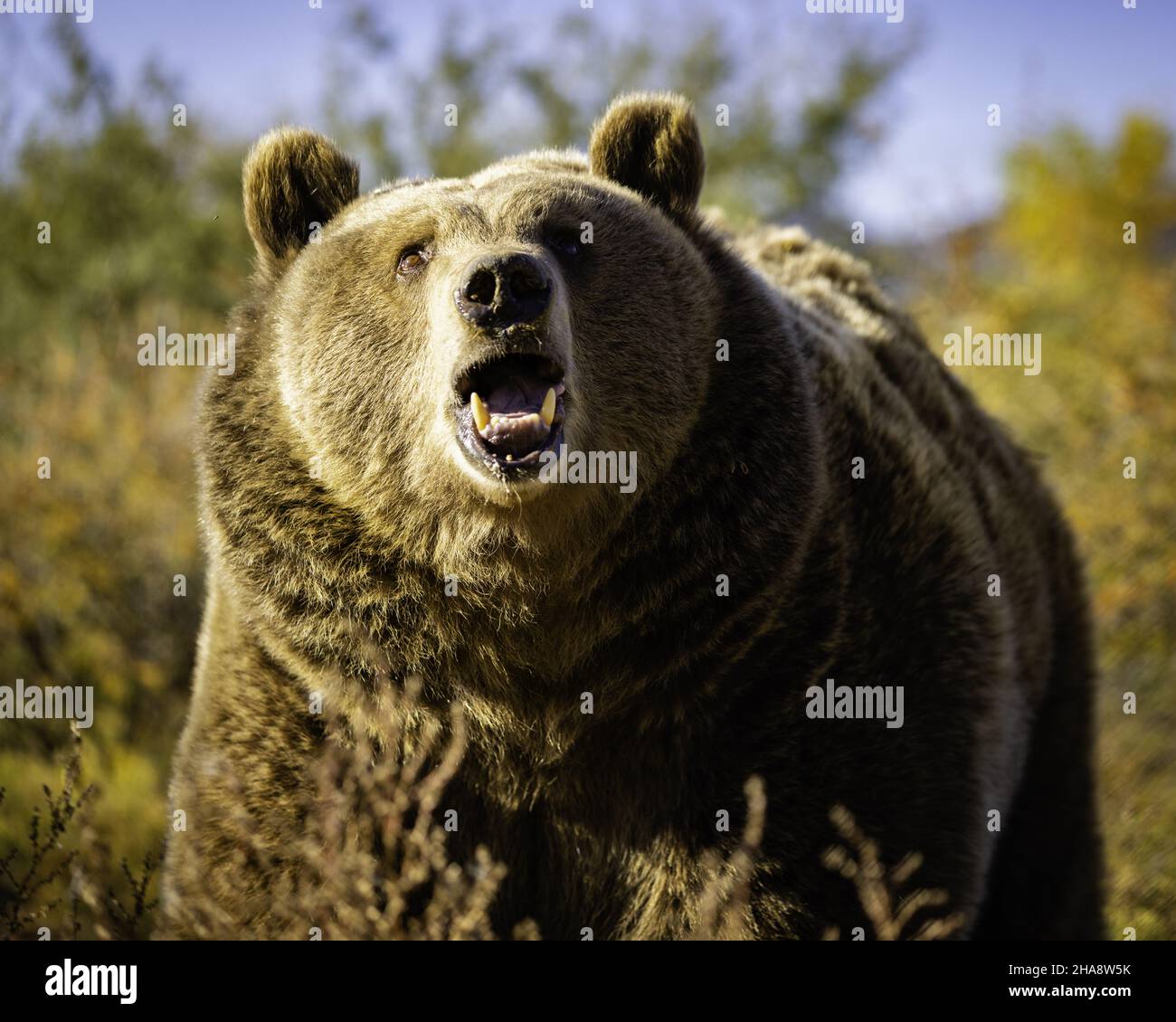 Closeup Of An East Siberian Brown Bear Stock Photo Alamy