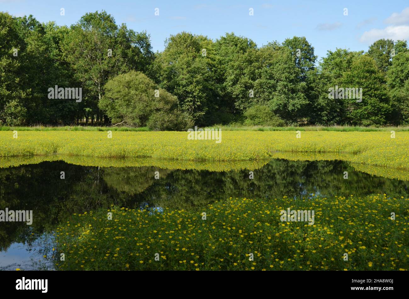 A peaceful countryside picture near the village of Marcilly en Gault in the naural Sologne region. Stock Photo