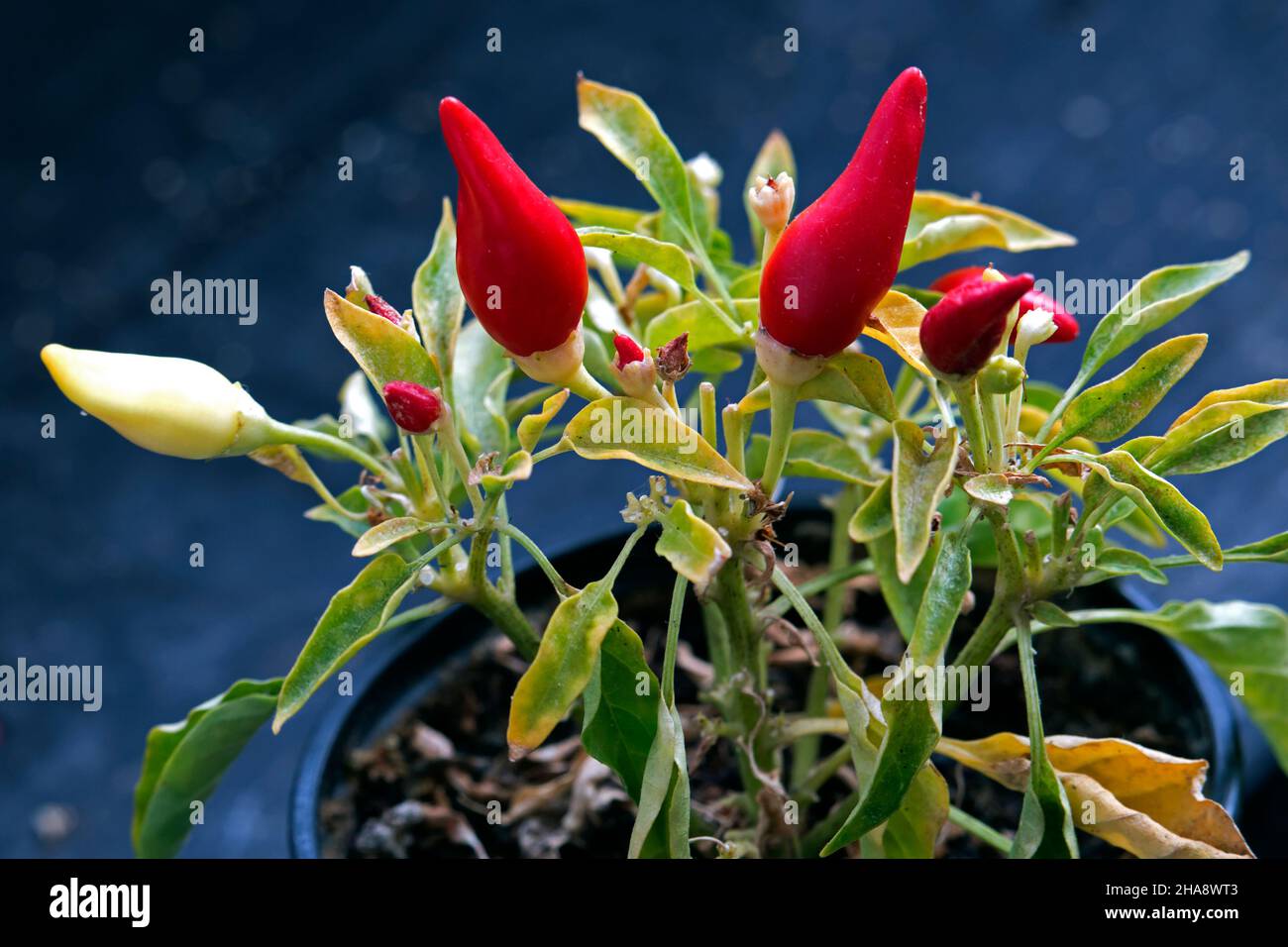 Red hot chili peppers growing in the pot Stock Photo - Alamy
