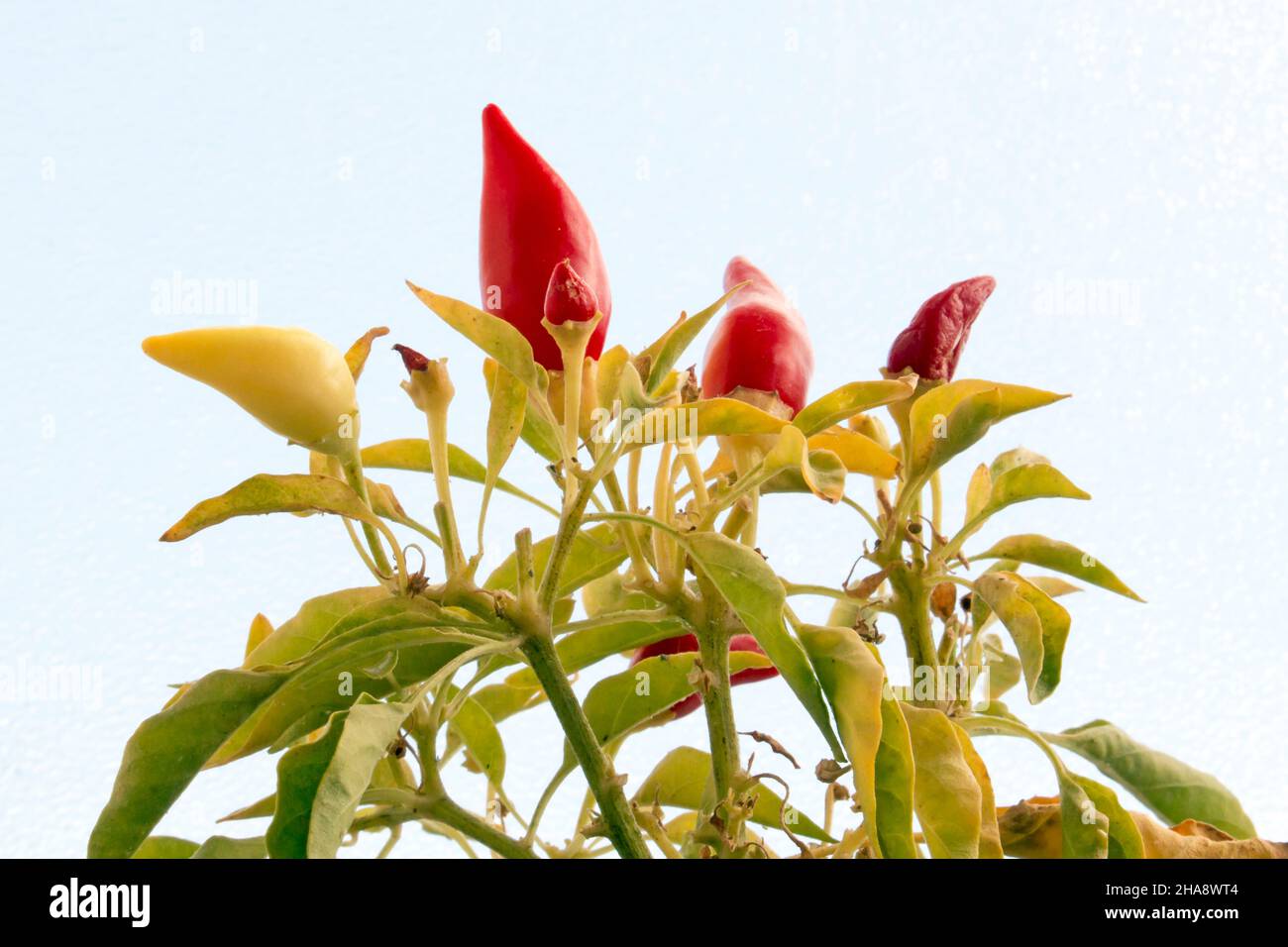 Red hot chili peppers growing in the pot Stock Photo - Alamy