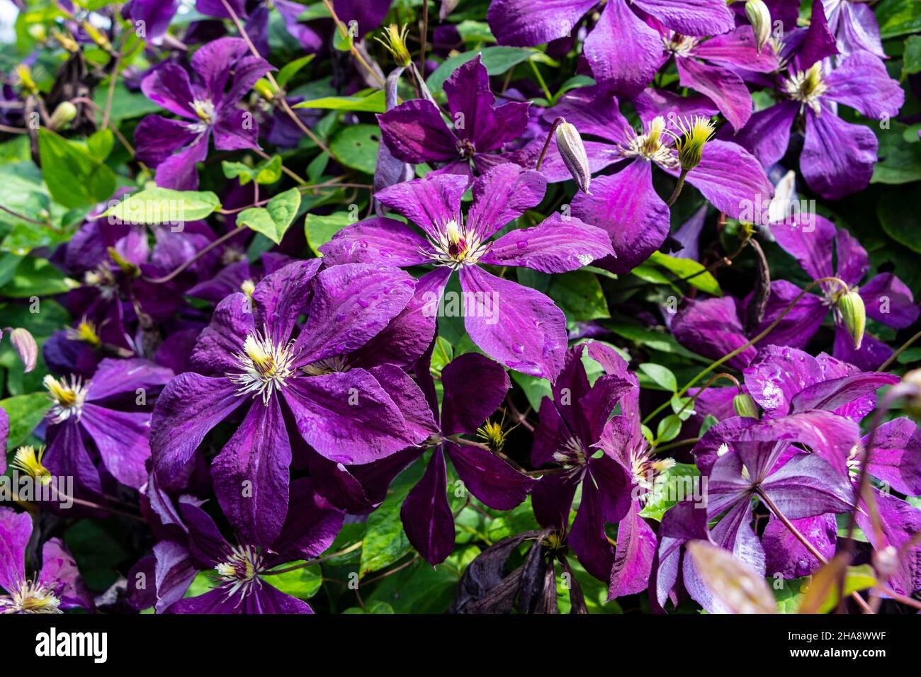 purple flowers of Clematis viticella 'Etoile Violette' in summer Stock Photo