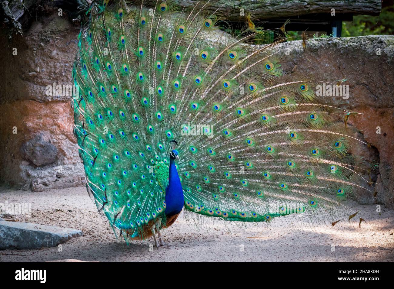 Portrait of a majestic male peacock with his beautiful tail opened ...