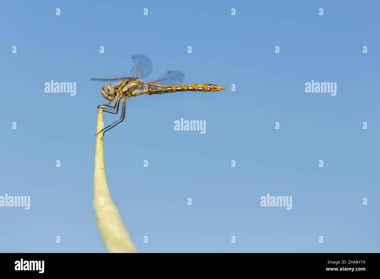 Orange black and white dragonfly holding on to a green leaf Stock Photo ...
