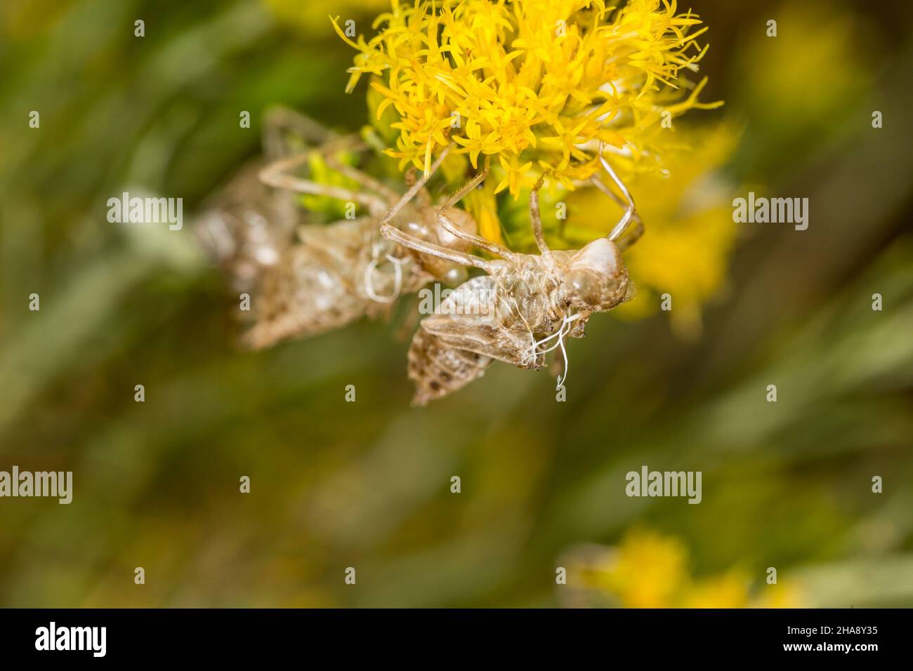 Nymph Casing Flower casings hi-res stock photography and images - Alamy