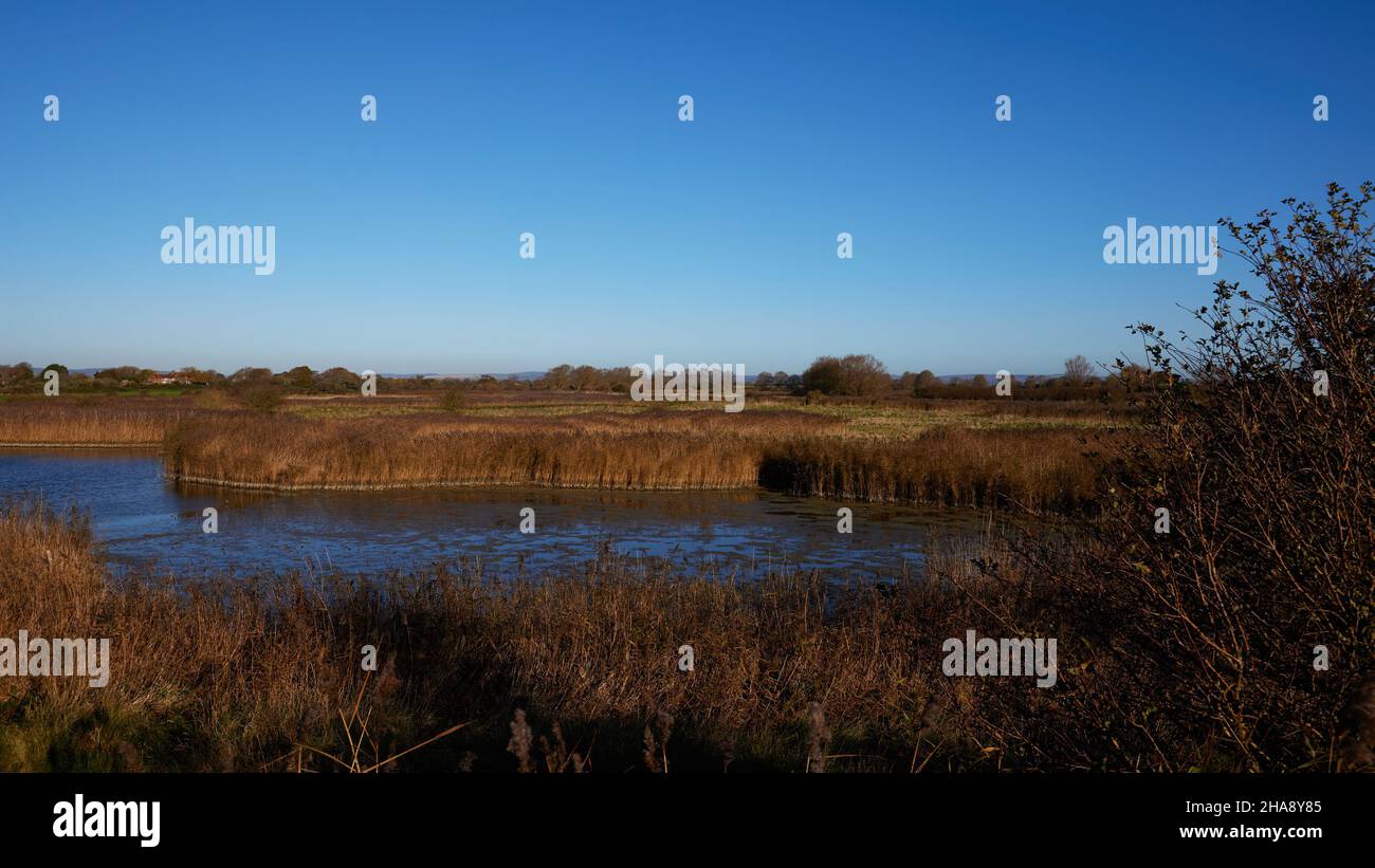 Lagoon with reeds seen at Pagham harbour nature reserve Stock Photo Alamy