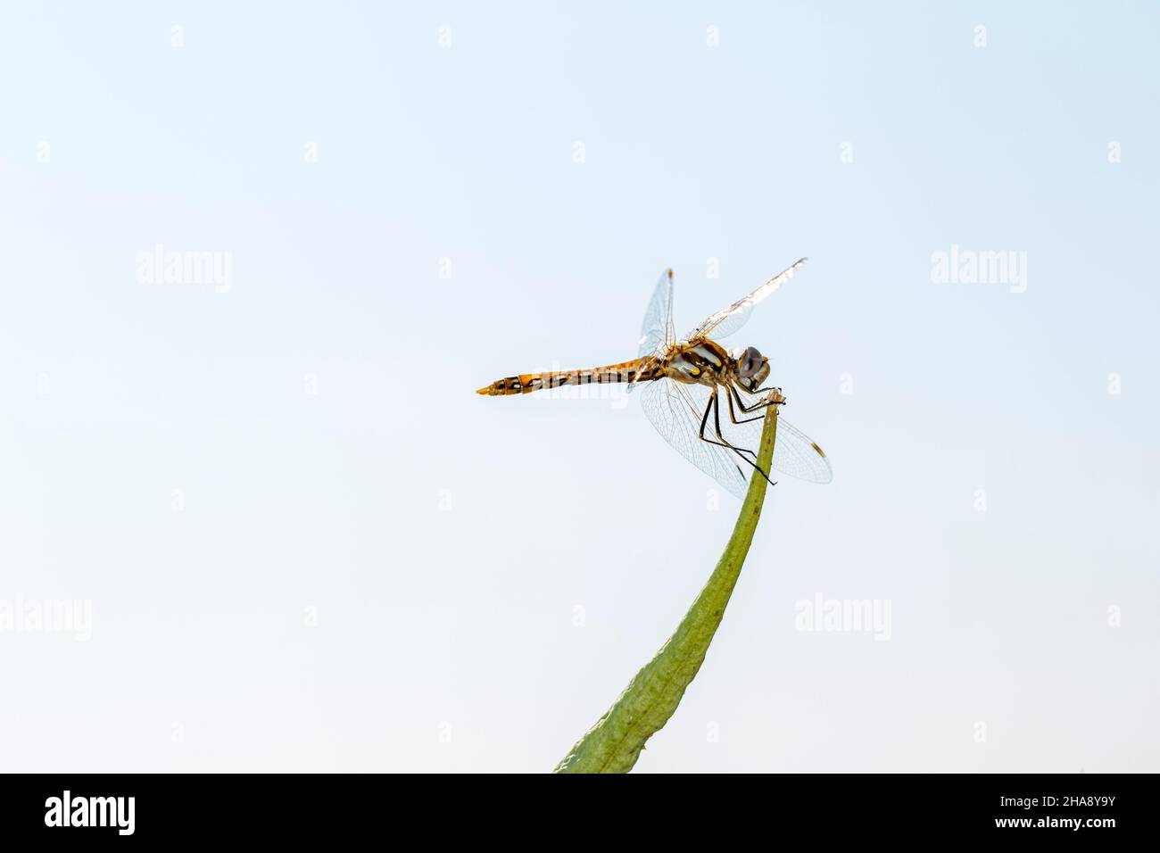Black striped orange dragonfly perched on a green leaf Stock Photo - Alamy
