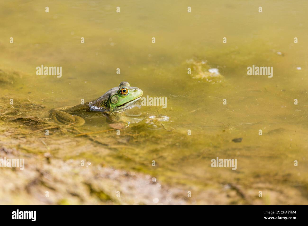 Closeup macro frog in a pond with slime Stock Photo - Alamy