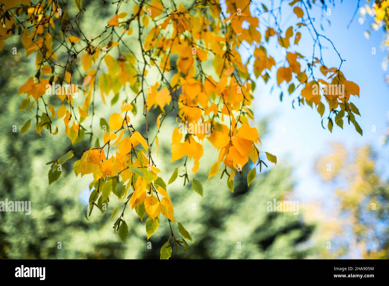Yellow leaves tree in autumn hi-res stock photography and images - Alamy