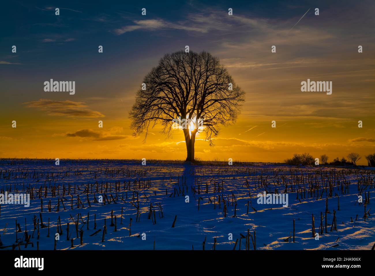 Oak tree snow sunset hi-res stock photography and images - Alamy