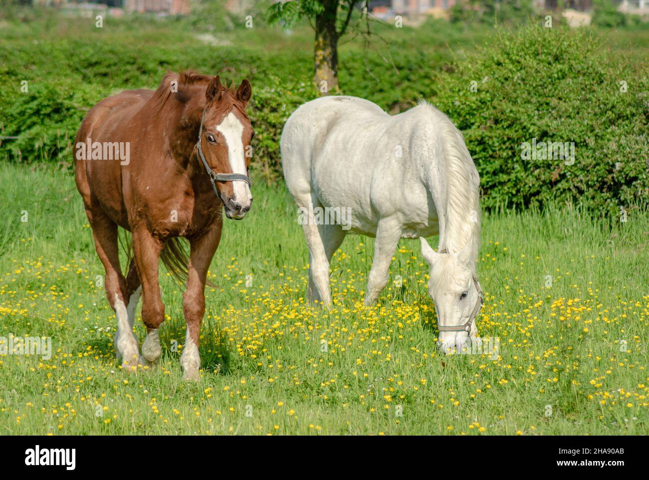 Two horses in summer on a meadow Stock Photo