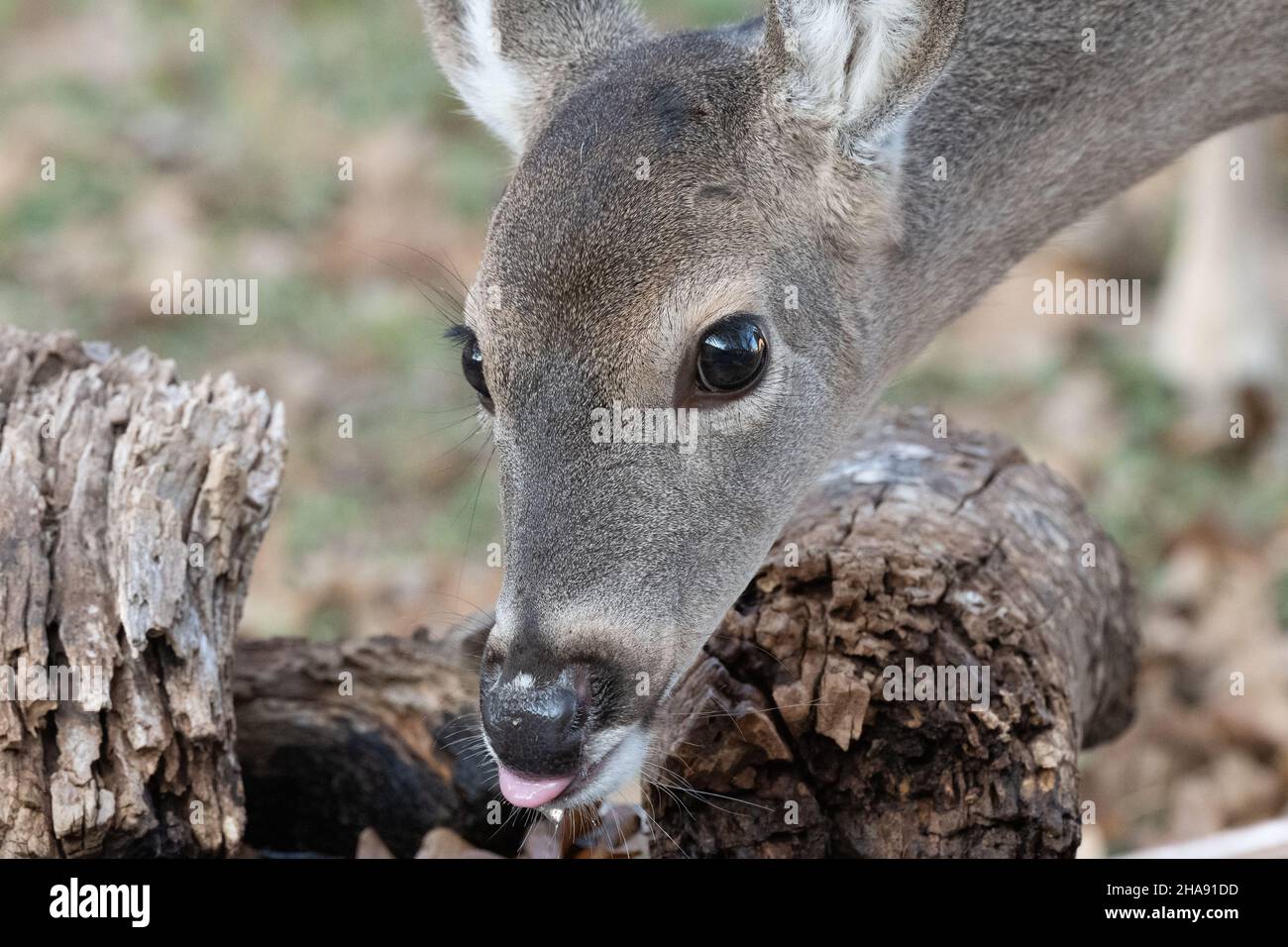 Closeup of young white-tailed deer Odocoileus virginianus while drinking.  White-tailed deer are common in many eastern and central areas of the US. Stock Photo