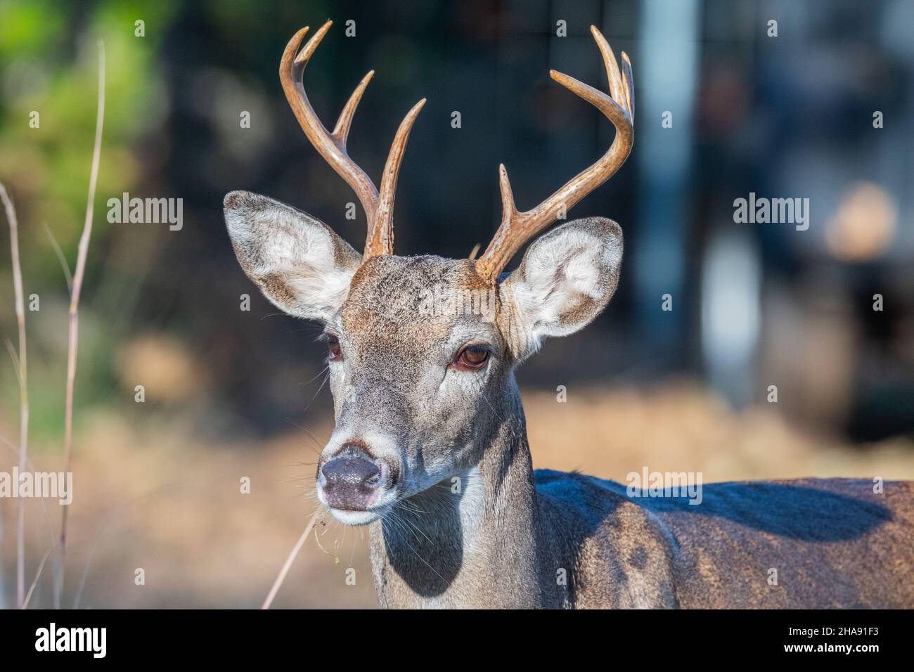 Closeup of white-tailed buck deer Odocoileus virginianus with small 8 point antlers.  White-tailed deer are common in many eastern and central states Stock Photo