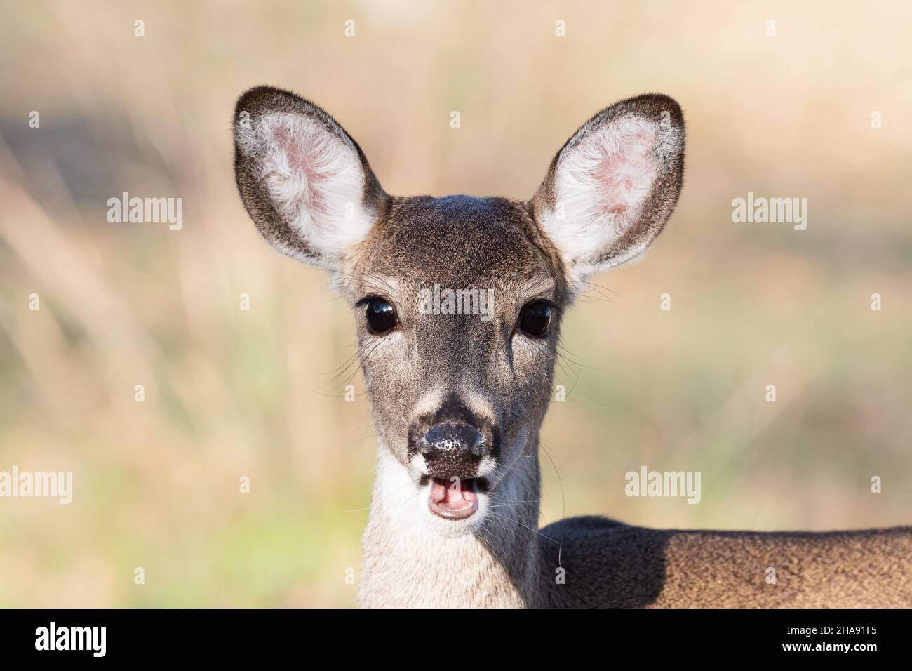 Closeup of young female white-tailed deer Odocoileus virginianus doe.  White-tailed deer are common in many eastern and central areas of the US. Stock Photo