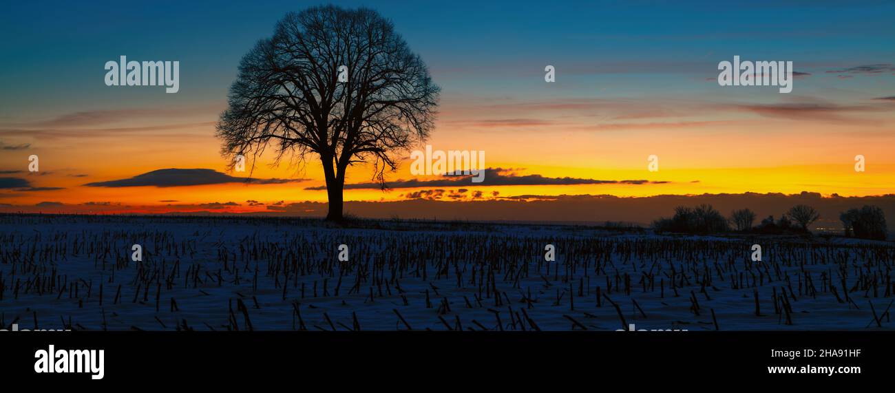Lone oak tree at sunset hi-res stock photography and images - Alamy