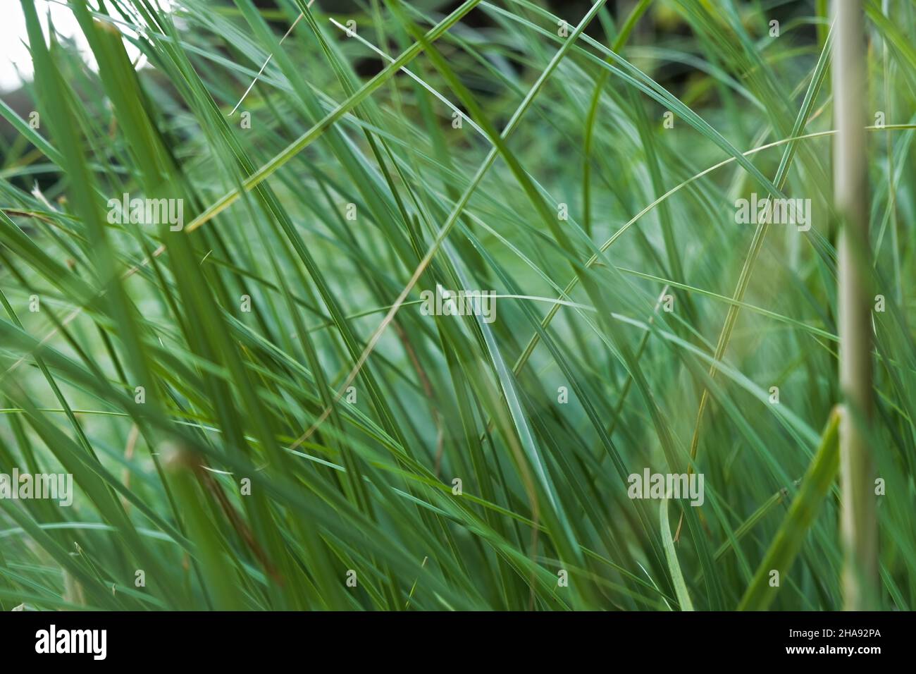 Pampas green grass texture. Trendy fashionable natural background. Pale green thin stems and blades of grass. Abstract composition of decorative garde Stock Photo