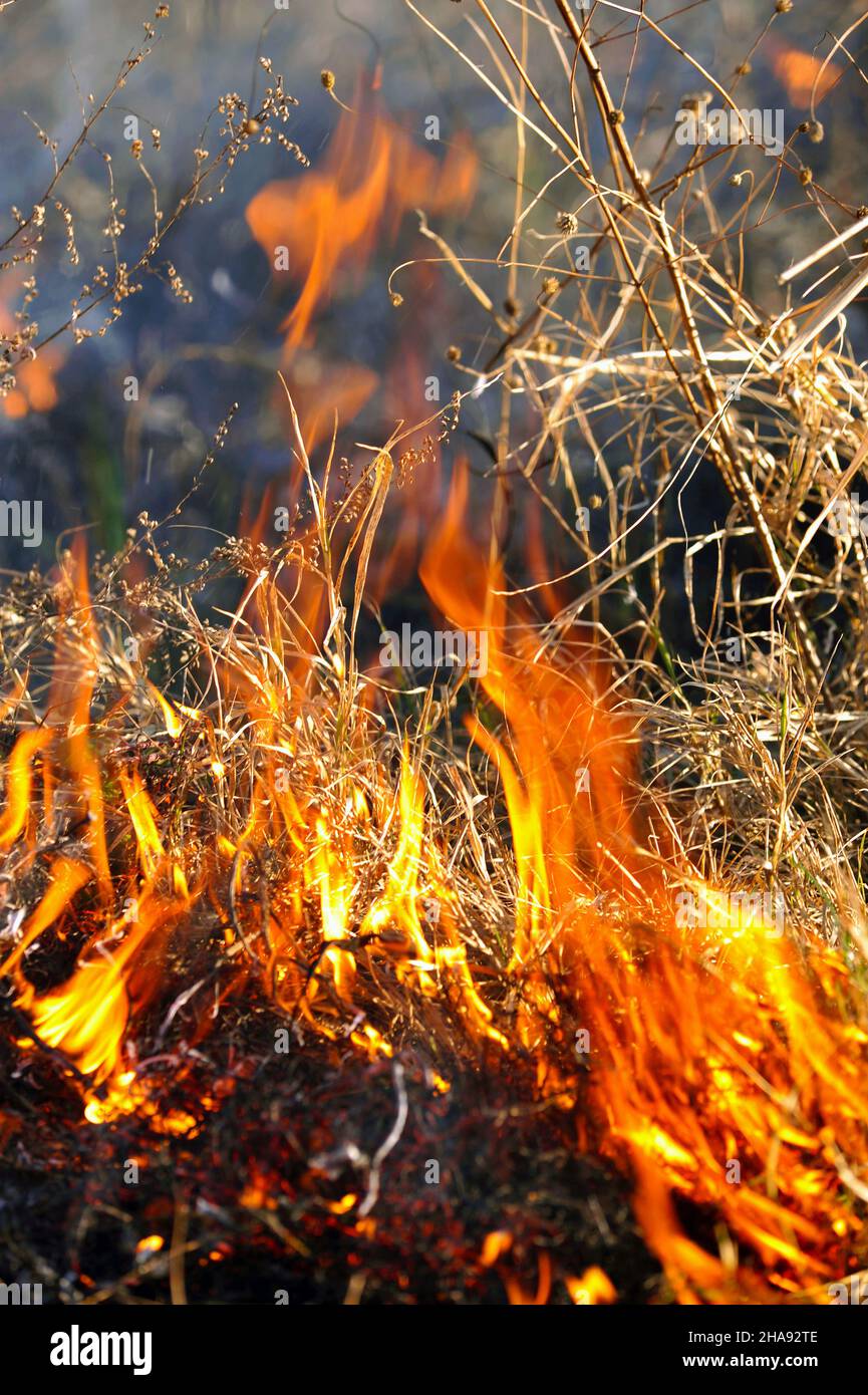 open fire burning dry grass close up photo Stock Photo