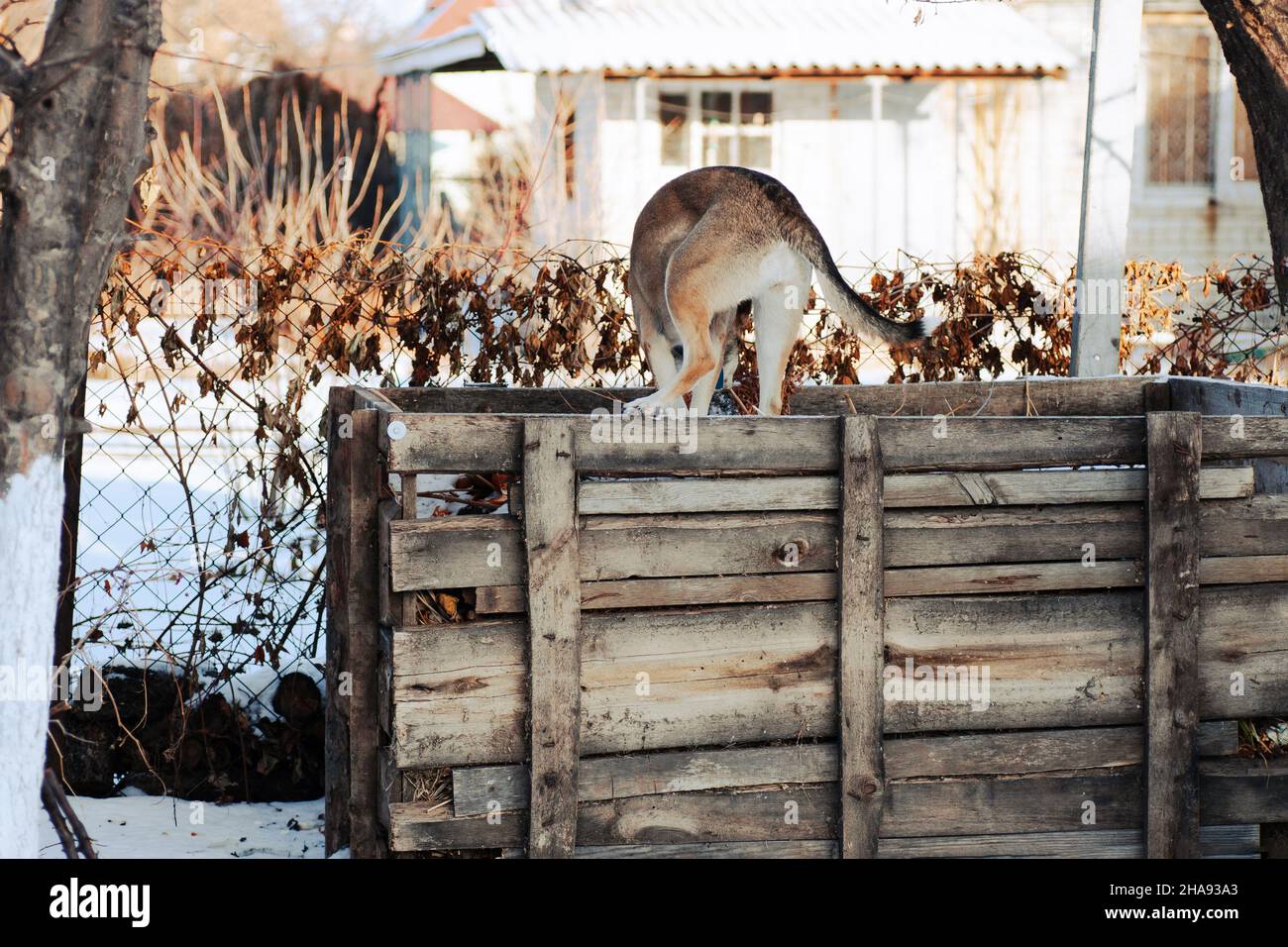 Dog plays in backyard in winter. Large dog in blue collar stands on wooden shed, cottage and bushes of dried plants near fence in background, winter Stock Photo
