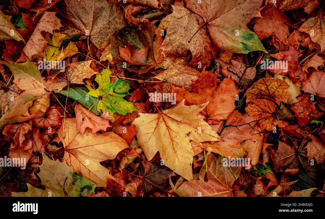 Autumnal Dry Leaves in Forest, top view Stock Photo - Alamy