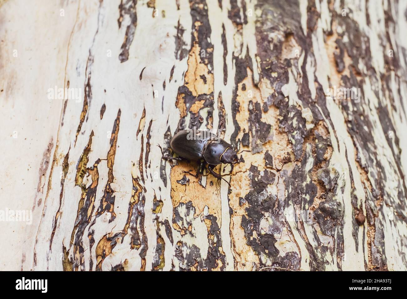 Tree dung beetles hi-res stock photography and images - Alamy