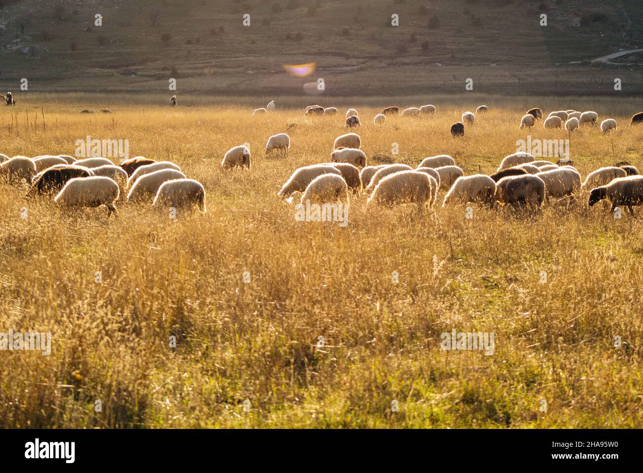 Flock of sheep grazing in a field Stock Photo - Alamy