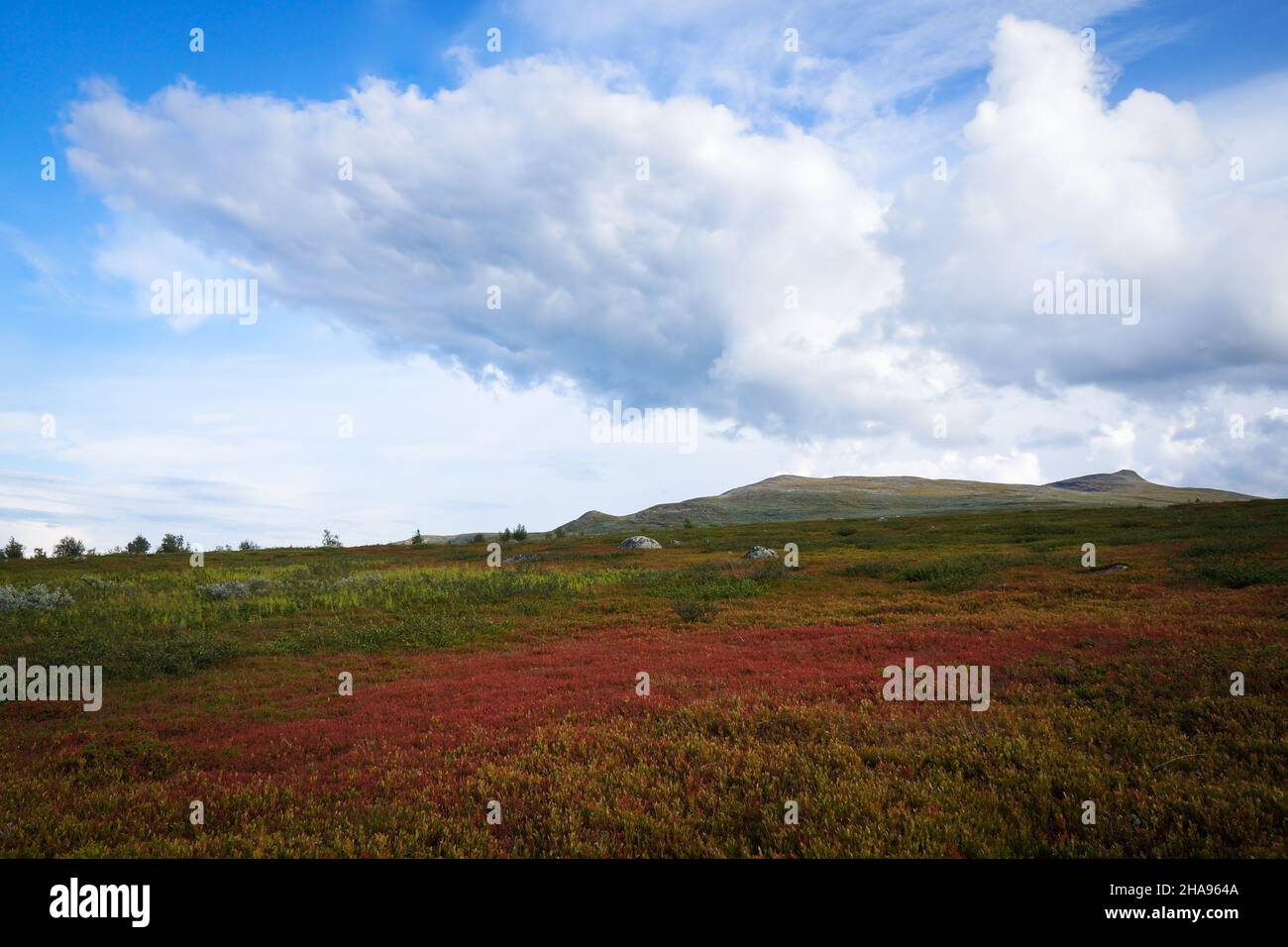 Hiking in colourful landscape of Pieljekaise National Park, Sweden Stock Photo