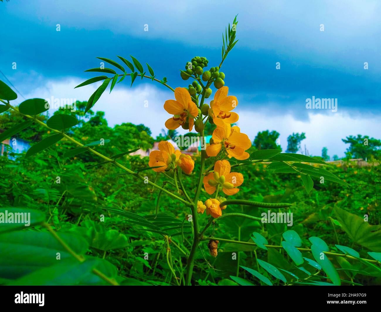 Beautiful view of yellow Senna occidentalis flowers Stock Photo