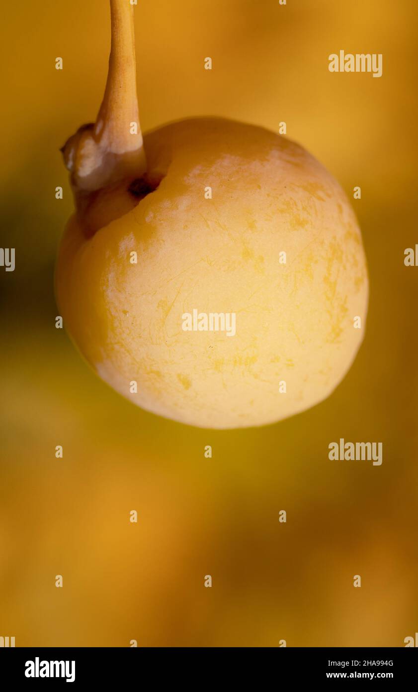 Ripe ginkgo tree fruit on tree close-up selective focus. Yellow defocused background Stock Photo