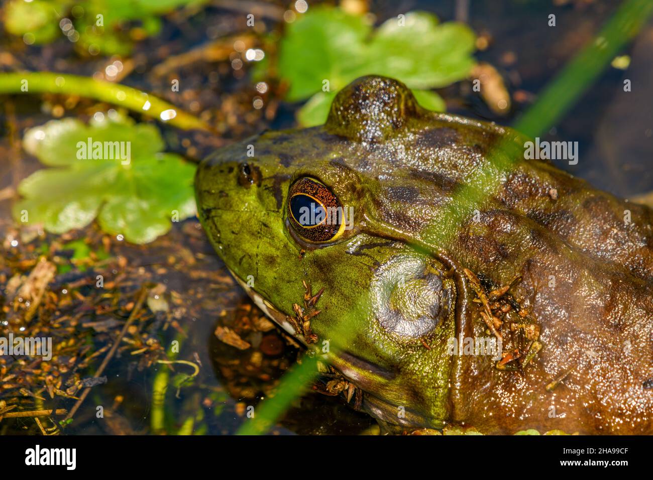 american bullfrog (Lithobates catesbeianus), in marsh, waiting to ambush prey Stock Photo