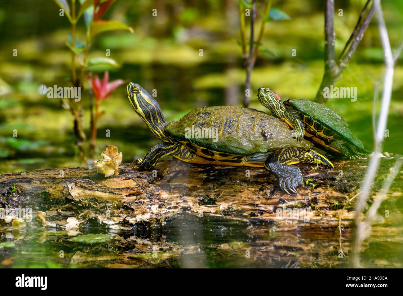 painted turtle (Chrysemys picta) and red-eared slider (Trachemys scripta elegans) Sunning Stock Photo
