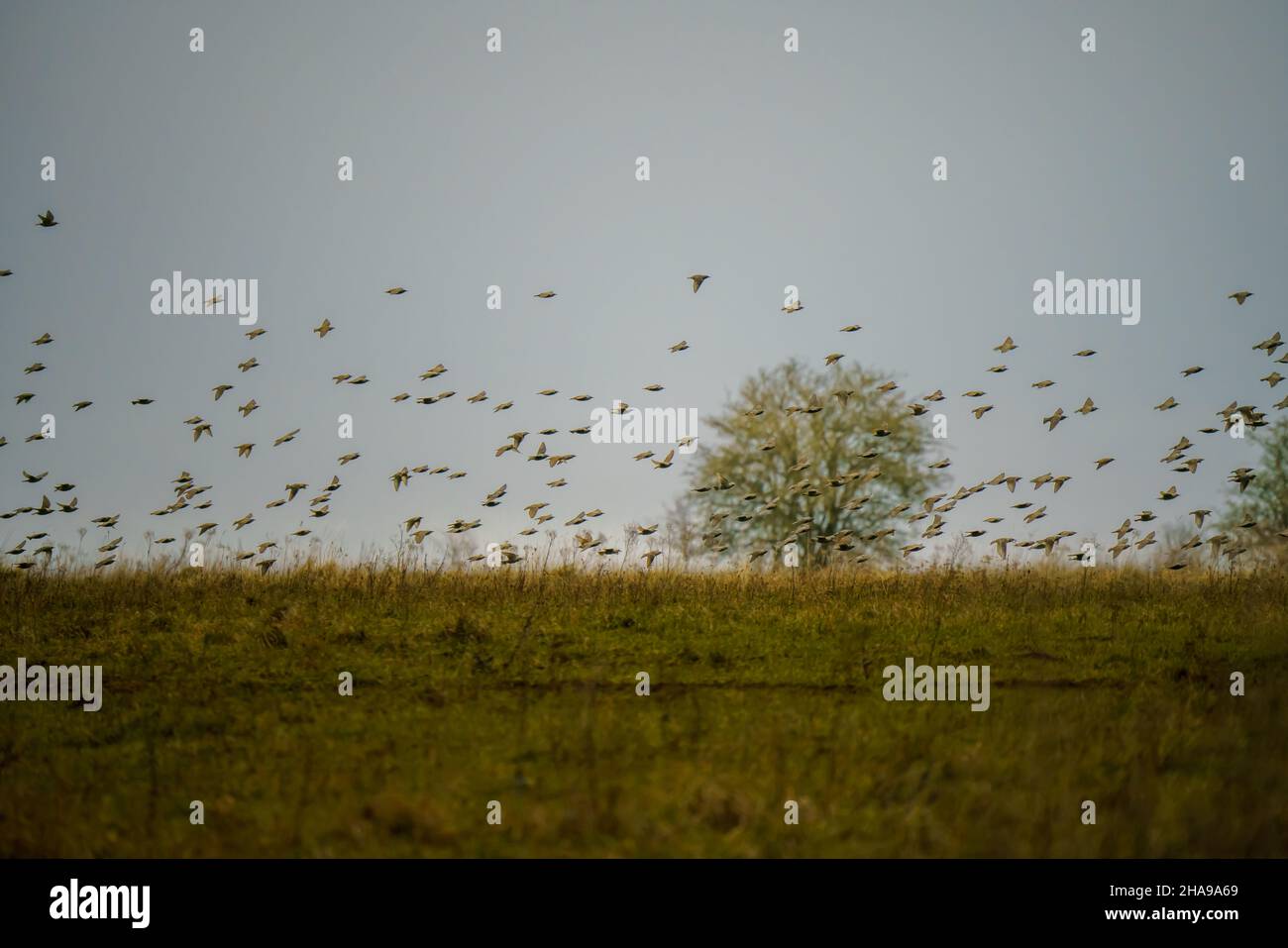 a large flock of Goldfinches (Carduelis carduelis) on the wing flying against a cloudy winter sky over Salisbury Plain Wiltshire UK Stock Photo