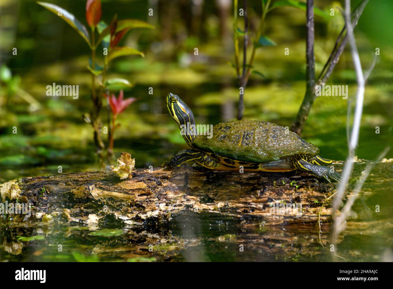 Red-eared slider (Trachemys scripta elegans), sunbathing on a log in a natural pond Stock Photo